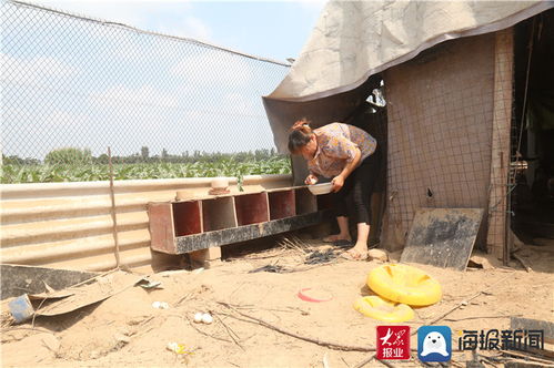 單縣徐紅彥 蘋果樹下育家禽，生態養殖巧致富