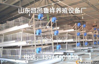 現(xiàn)代家禽養(yǎng)殖新引擎 肉雞籠養(yǎng)設(shè)備助力高效生產(chǎn)