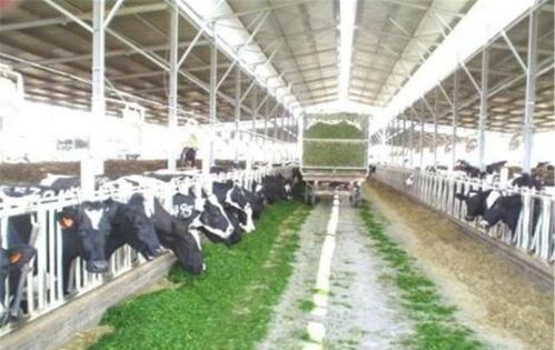 工業(yè)化養(yǎng)殖的隱憂 肉質(zhì)變化與生態(tài)挑戰(zhàn)